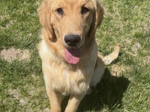 Archer, a rescue dog through IDGRR