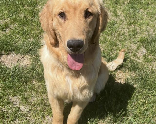 Archer, a rescue dog through IDGRR