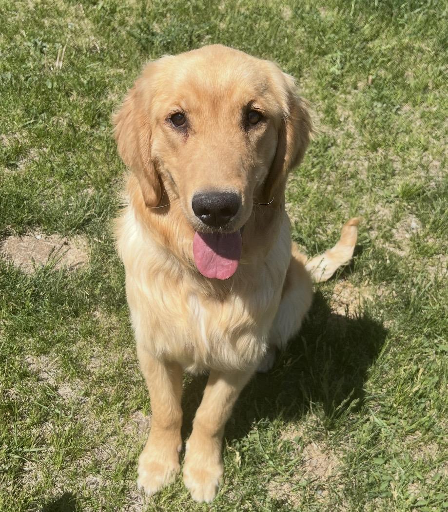 Archer, a rescue dog through IDGRR