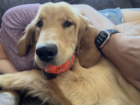 Archer, a rescue dog through IDGRR