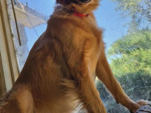 Eli, a rescue dog through IDGRR