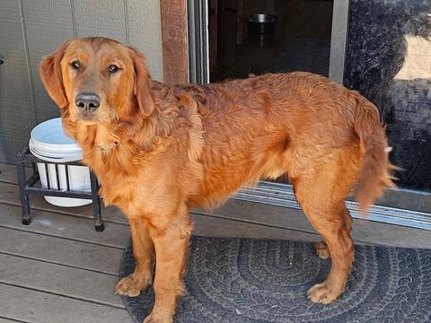 Beau, a rescue dog through IDGRR