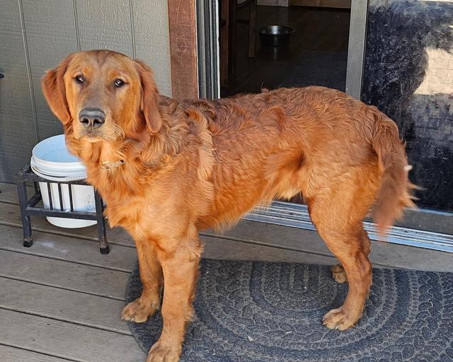 Beau, a rescue dog through IDGRR