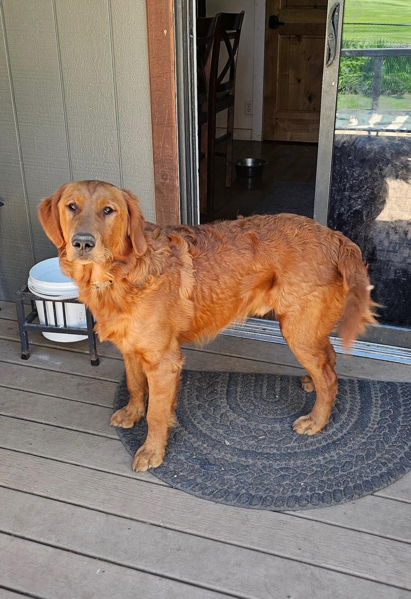 Beau, a rescue dog through IDGRR