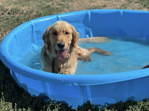 Archer, a rescue dog through IDGRR