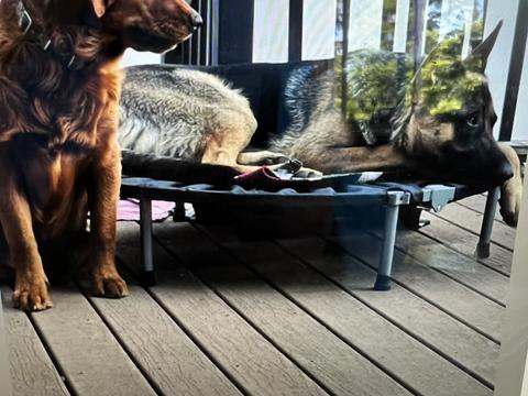 Beau, a rescue dog through IDGRR