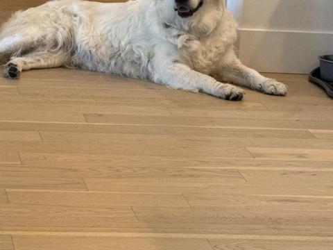 Summer, a rescue dog through IDGRR