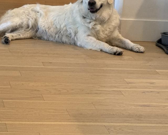 Summer, a rescue dog through IDGRR