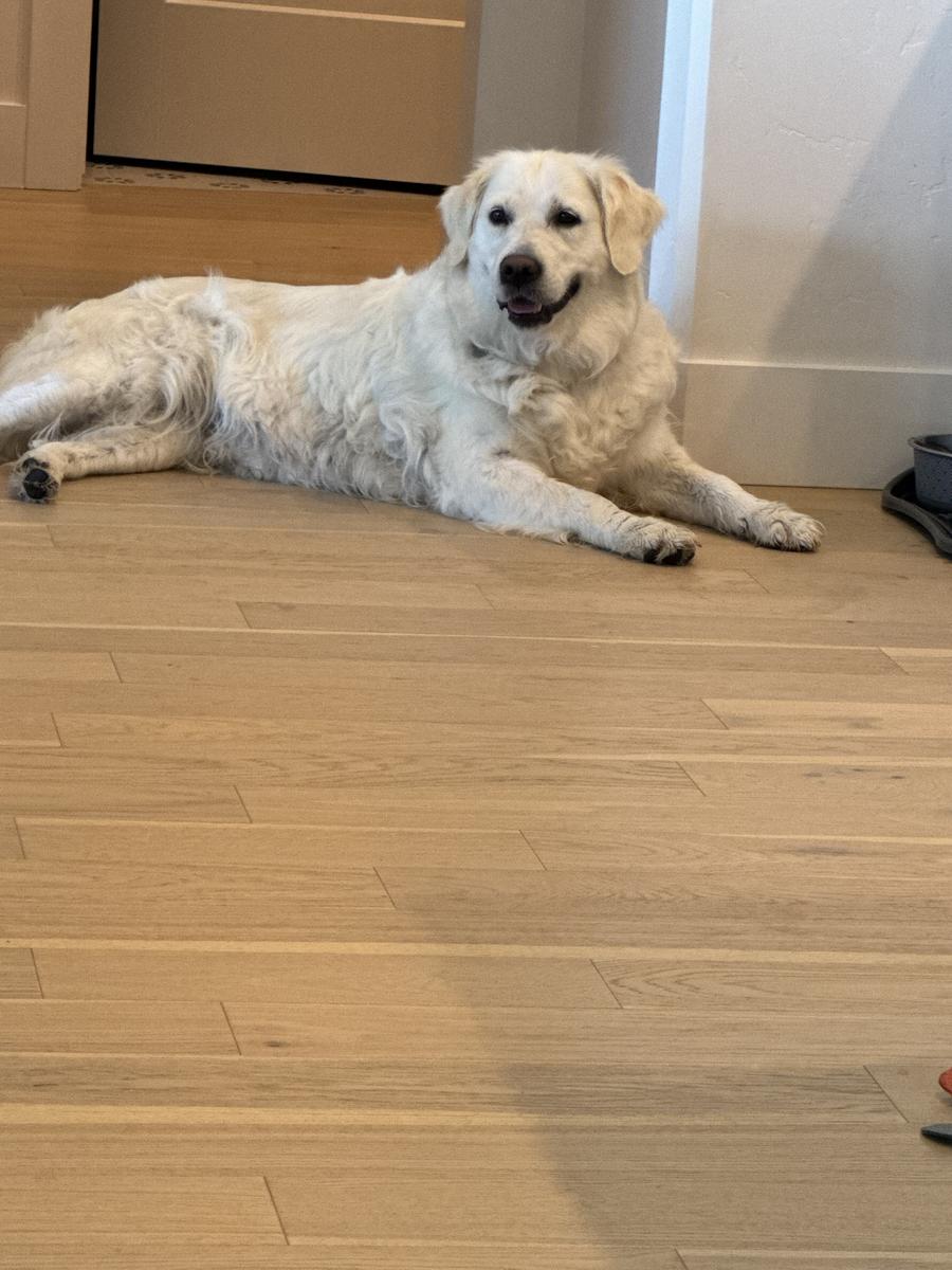 Summer, a rescue dog through IDGRR
