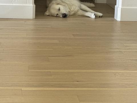 Summer, a rescue dog through IDGRR