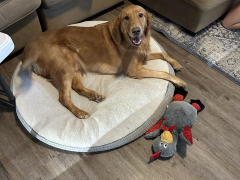 Buddy, a rescue dog through IDGRR