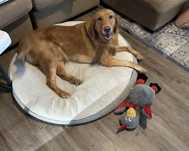Buddy, a rescue dog through IDGRR
