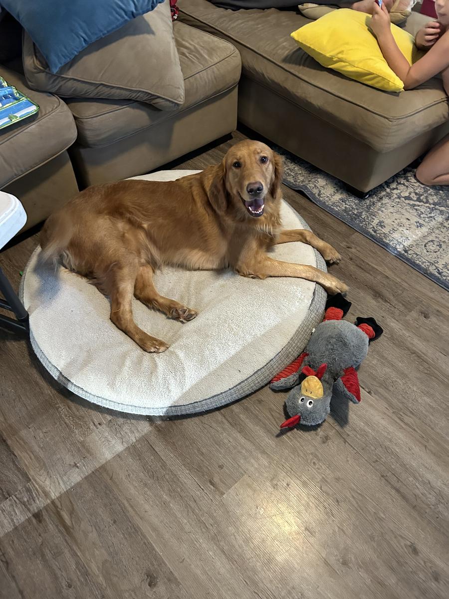 Buddy, a rescue dog through IDGRR