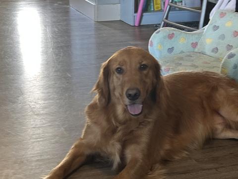 Buddy, a rescue dog through IDGRR