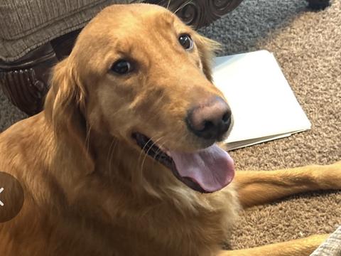 Buddy, a rescue dog through IDGRR