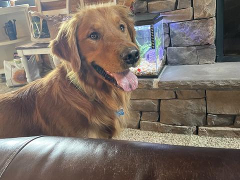 Chase, a rescue dog through IDGRR