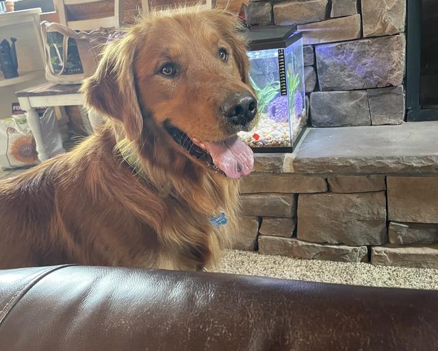 Chase, a rescue dog through IDGRR