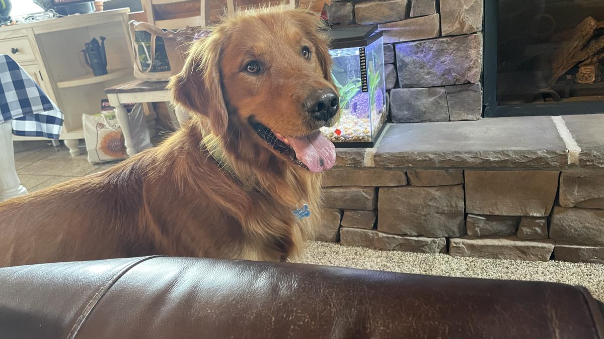 Chase, a rescue dog through IDGRR