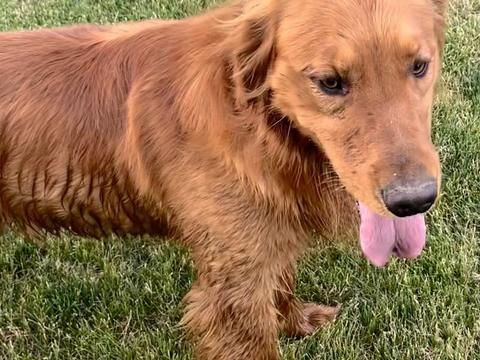 Chase, a rescue dog through IDGRR
