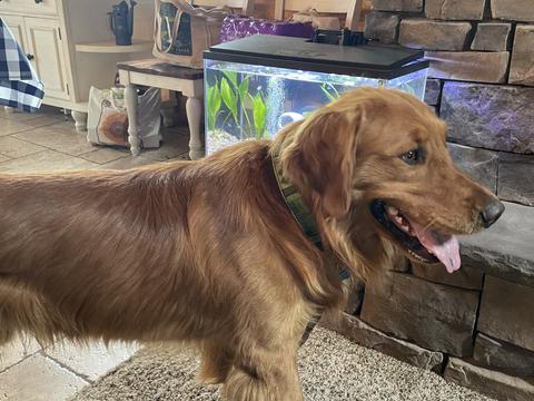 Chase, a rescue dog through IDGRR