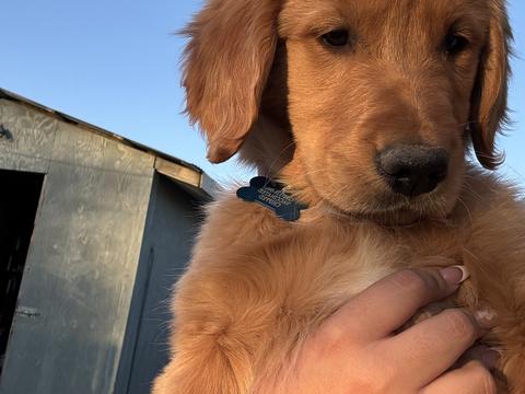 Hana, a rescue dog through IDGRR