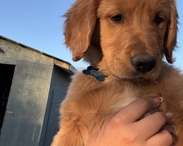 Hana, a rescue dog through IDGRR