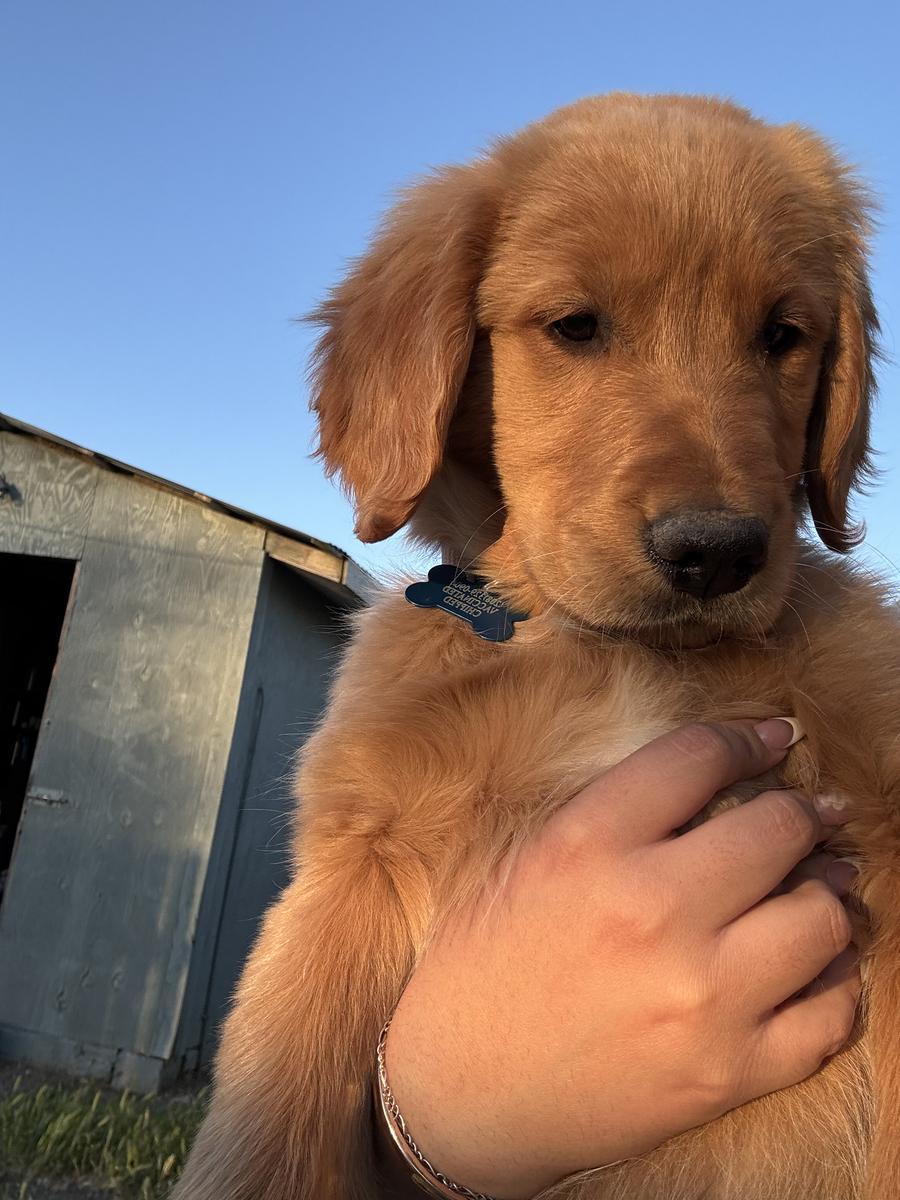 Hana, a rescue dog through IDGRR