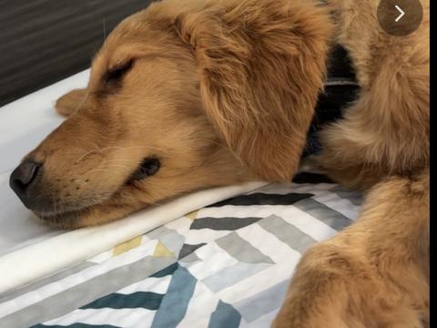 Hana, a rescue dog through IDGRR